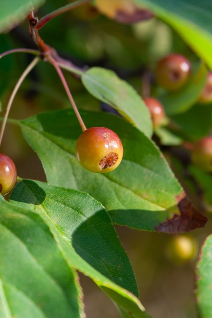 預選賽2024年中國籃球公開賽洋河夢之藍寧波賽區寧波虎嘯奪冠.