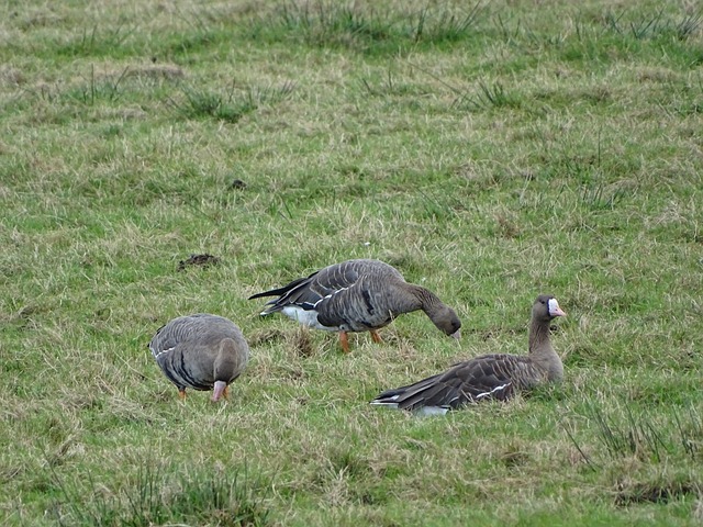 差一點點6000萬？德天空記者透露：奧爾莫轉會費剛剛未達6000萬歐.